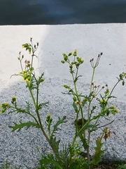 Senecio vulgaris