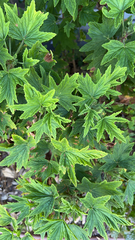 Pelargonium citronellum