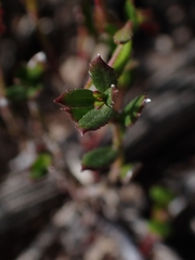 Gonocarpus tetragynus