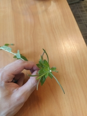 Epilobium roseum