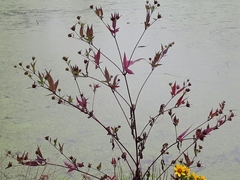 Bidens