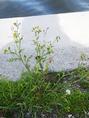 Senecio vulgaris