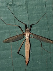 Tipula paludosa