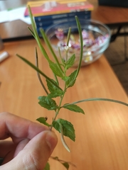 Epilobium roseum