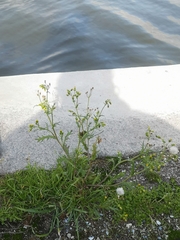 Senecio vulgaris