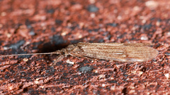 Trichoptera