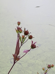 Bidens