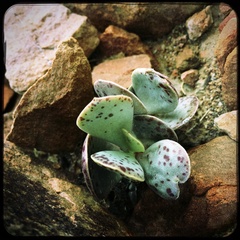 Adromischus triflorus