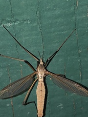 Tipula paludosa