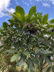 Pseudopanax arboreus