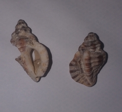 Ocenebra