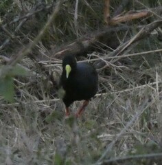 Zapornia flavirostra