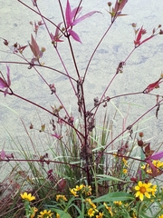 Bidens