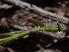 Gonocarpus tetragynus