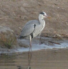 Ardea cinerea cinerea