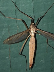 Tipula paludosa