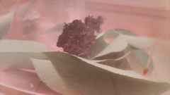 Kaniska canace nojaponicum