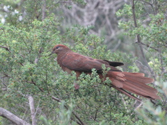 Macropygia phasianella