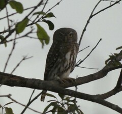 Glaucidium perlatum