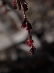 Gonocarpus tetragynus