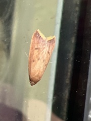 Tachystola acroxantha