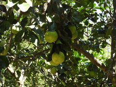 Citrus maxima