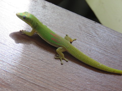 Phelsuma laticauda laticauda