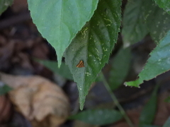 Choreutis amethystodes