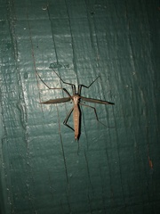 Tipula paludosa
