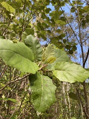 Brachyglottis repanda