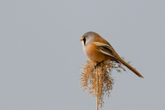 Panurus biarmicus