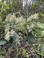 Brachyglottis repanda