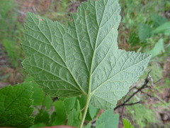 Ribes spicatum hispidulum
