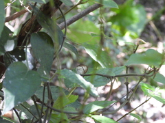 Appias lyncida eleonora