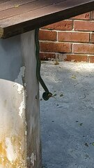 Chrysopelea paradisi