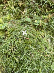 Moehringia muscosa