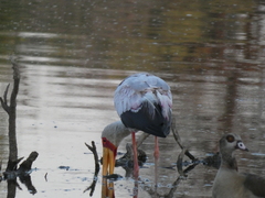 Mycteria ibis