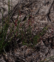 Gonocarpus tetragynus