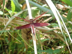 Neurothemis taiwanensis