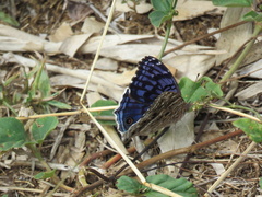 Junonia rhadama