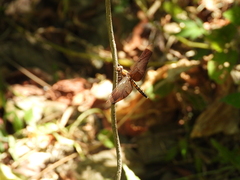 Neurothemis taiwanensis