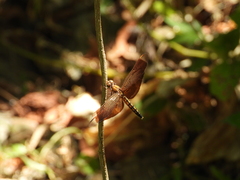 Neurothemis taiwanensis