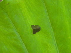 Ricania sublimata