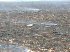 Scleroptila levaillantii