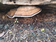 Ganoderma applanatum