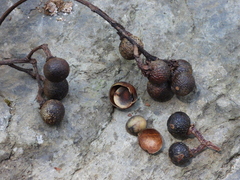 Sapindus mukorossi