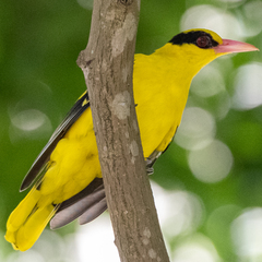 Oriolus chinensis