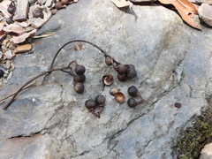 Sapindus mukorossi