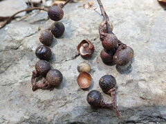 Sapindus mukorossi