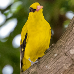 Oriolus chinensis
